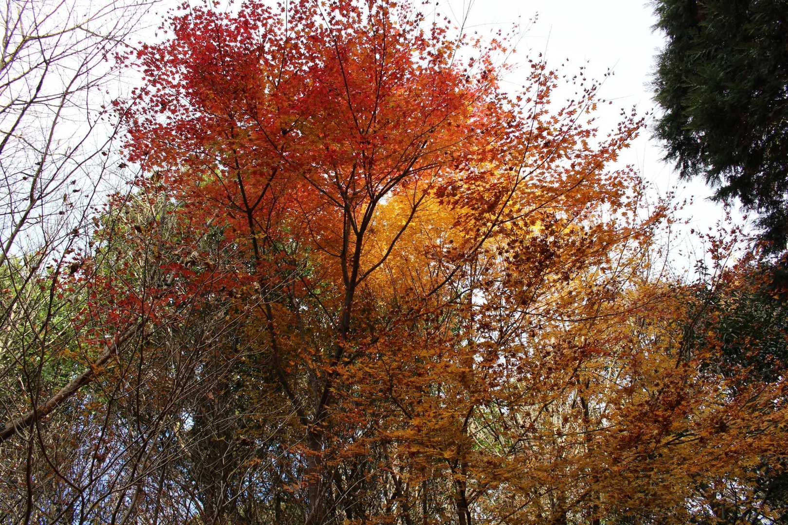 🍁