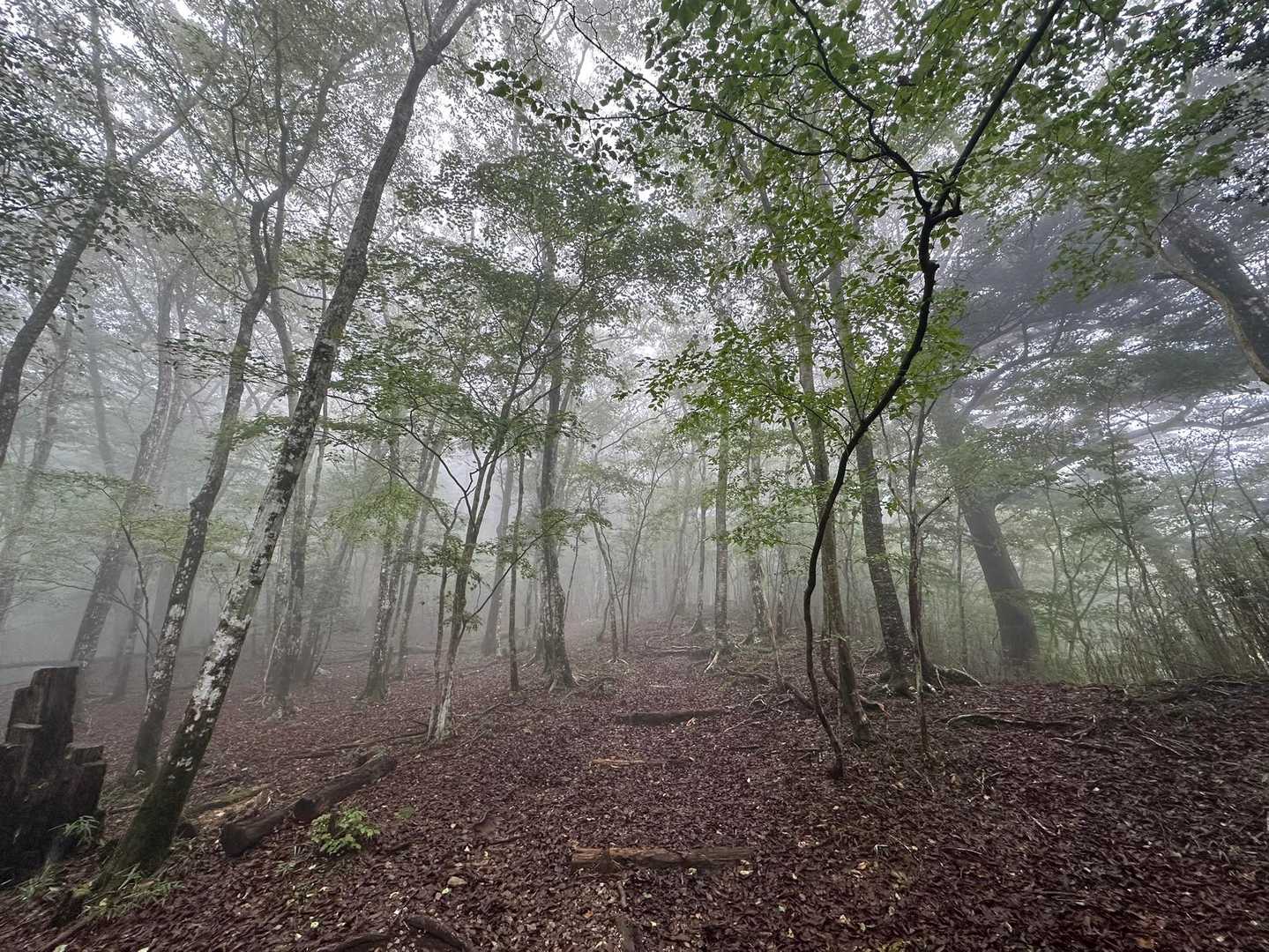 整備された歩きやすい登山道。
ですが
丸太がよく滑ります。