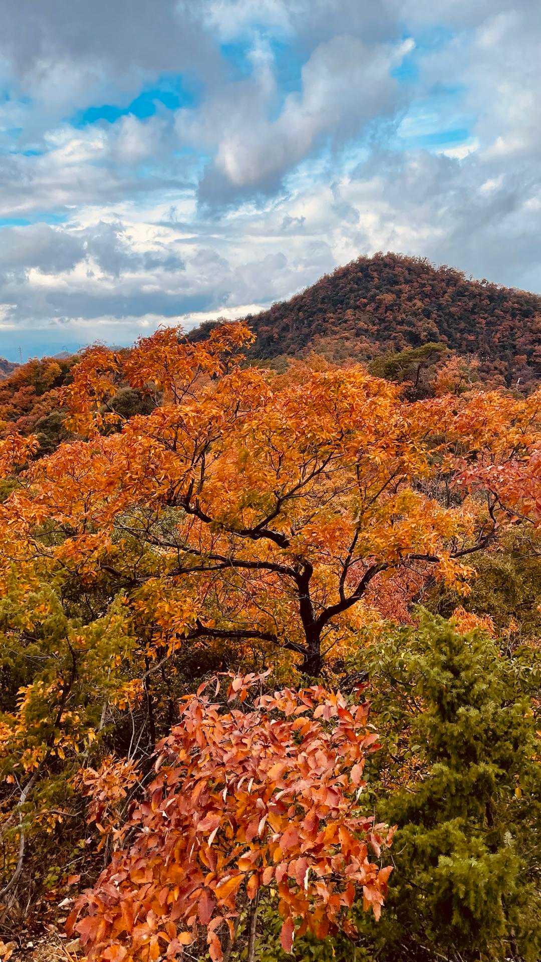 洞山-野一色権現山 往復コースの写真