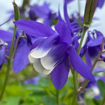 素敵な花