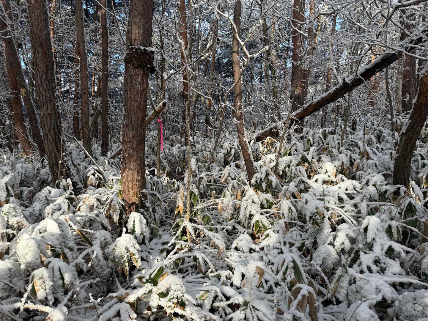 少し進むと笹が倒れていて道が見える。
進む🚶‍♂️