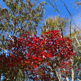 青空に紅葉🍁が映えますね