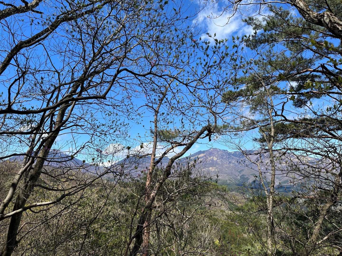 右側には日光連山が枝越しに