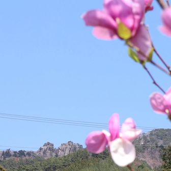 二ッ箭山とモクレン