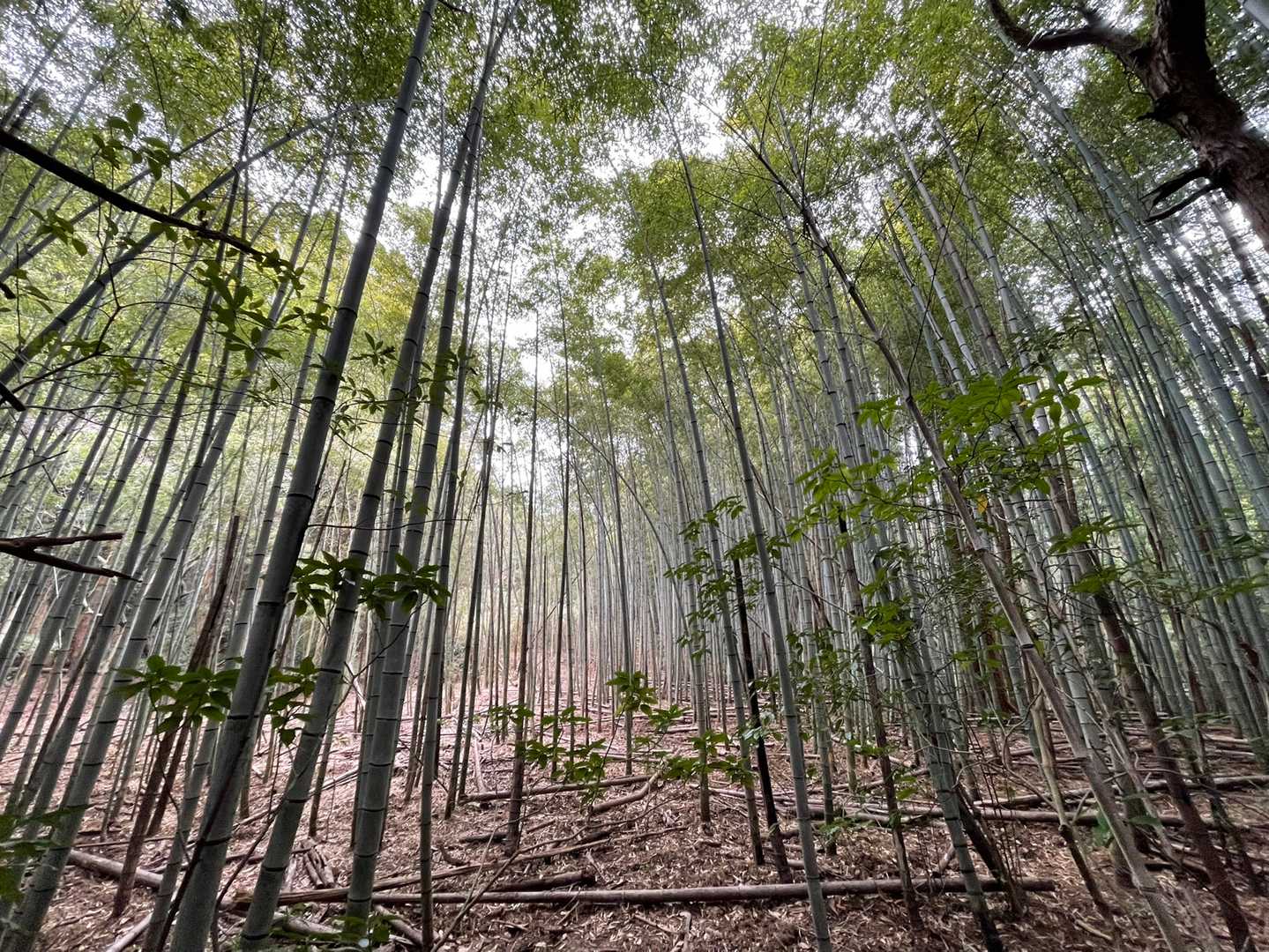 本日の竹林🎋