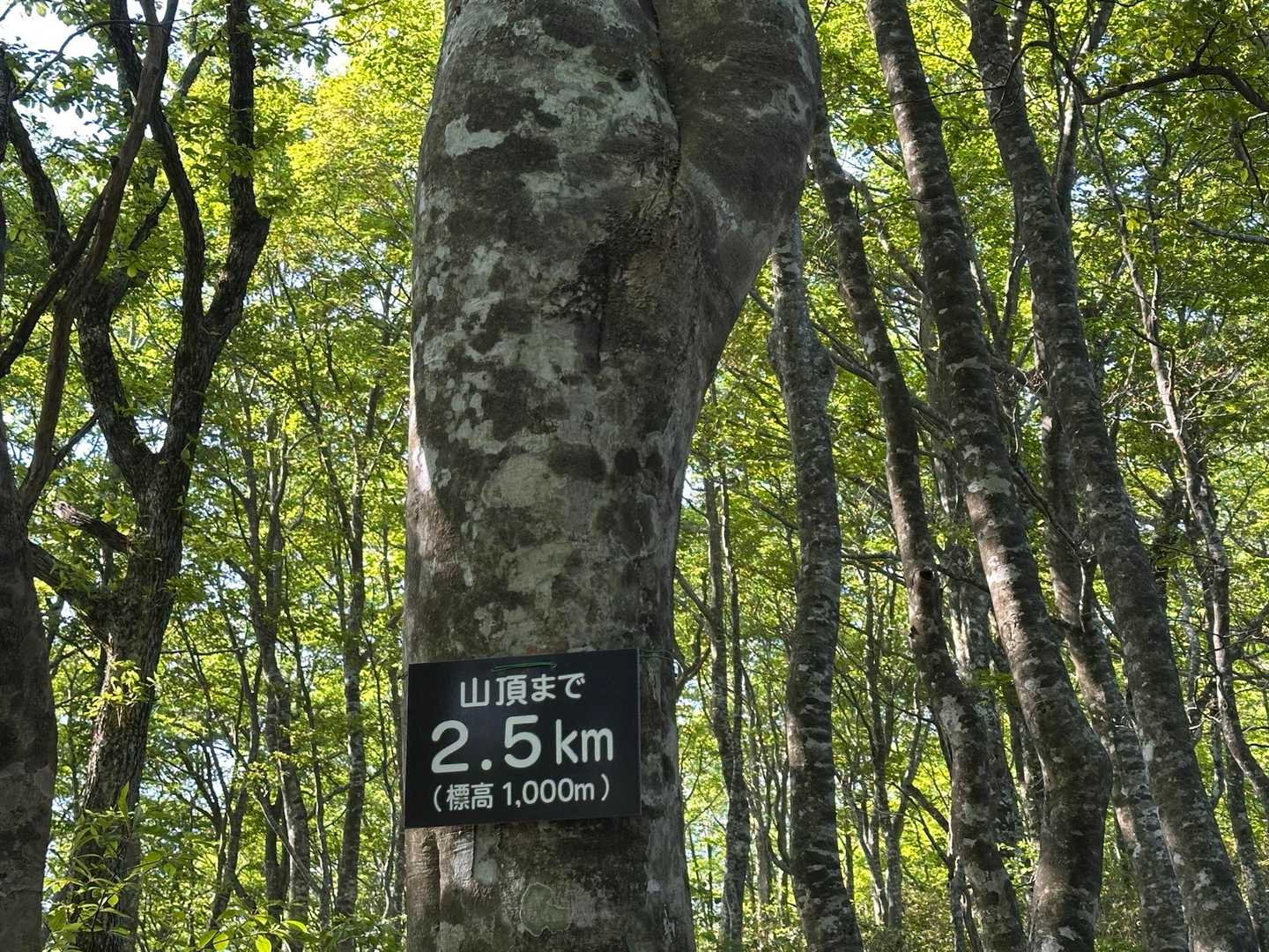 山頂まで2.5km  距離だけ見て楽勝って勘違いしてしまうのは、先週21km歩いたからだね。