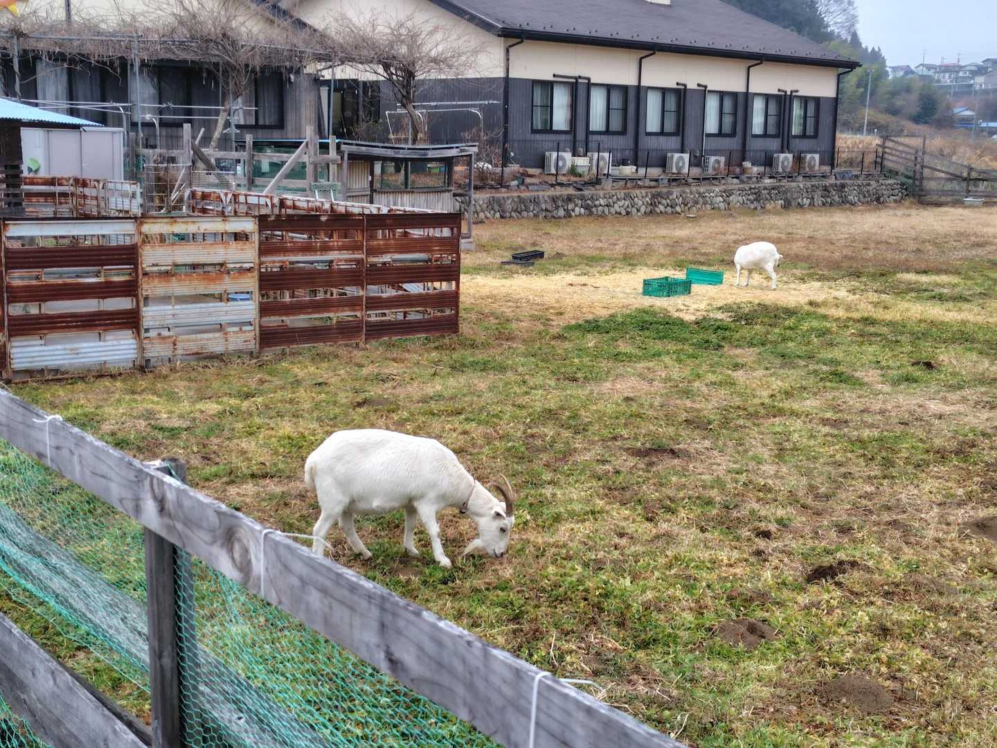 牧場にヤギ🐐
なんとか下山できて良かった😇
晴れている時に行くのがおすすめです🌞
