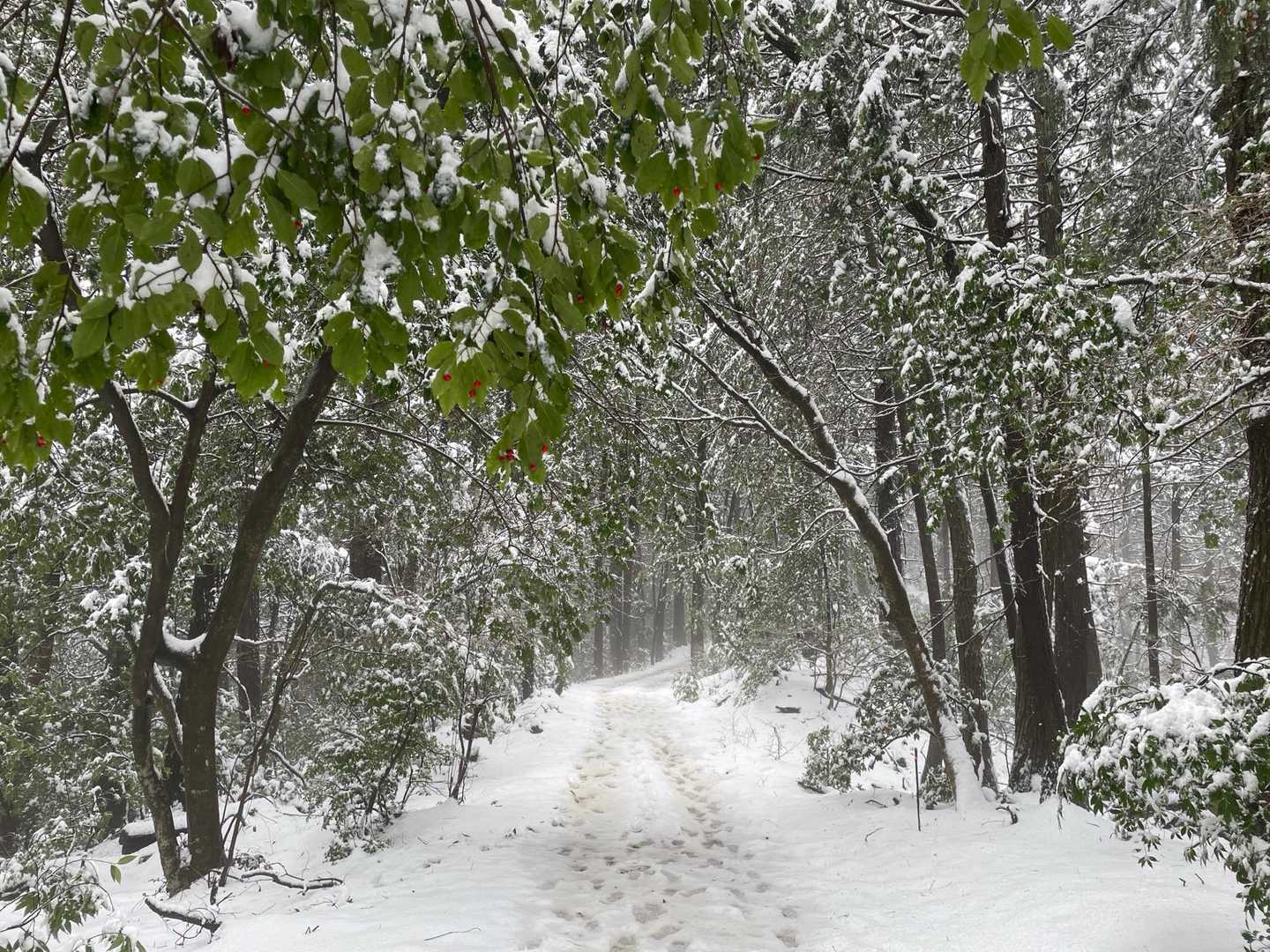 今日も大村コースで。
昨日より雪多め