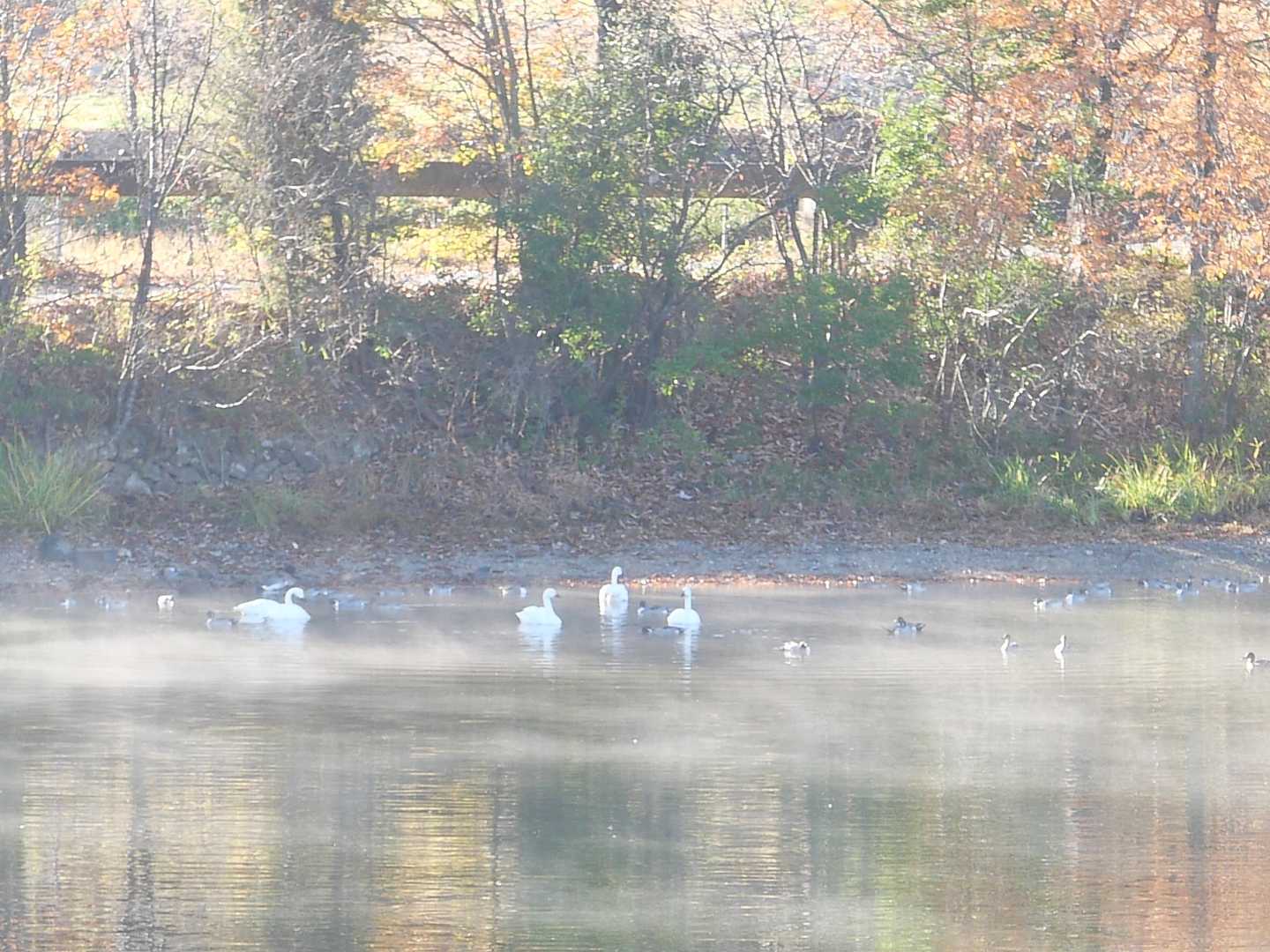 この池はコハクチョウ(小白鳥？)がいます
