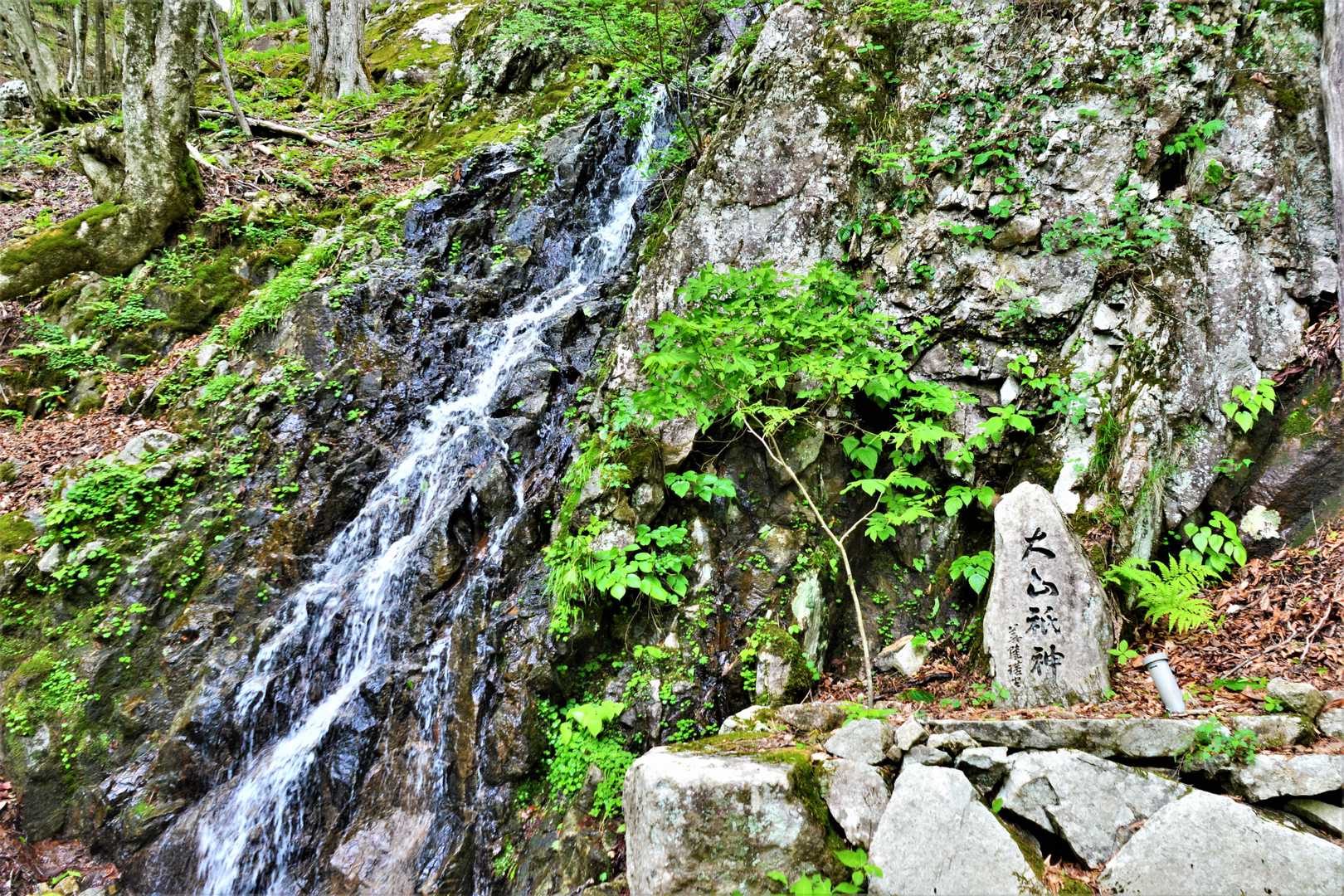 小鹿の涙…何で？