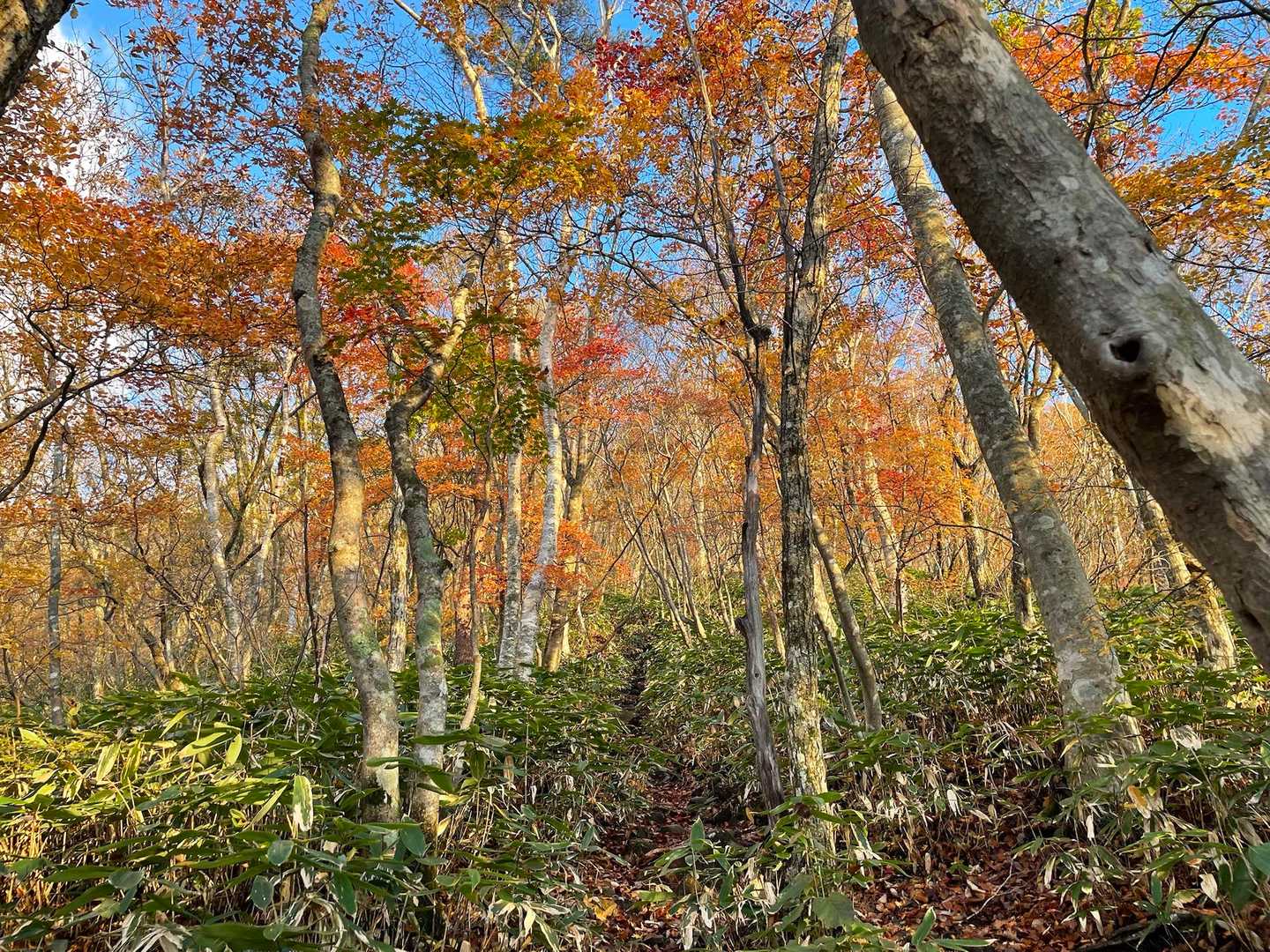 🍁の中を歩くの気持ちいい
