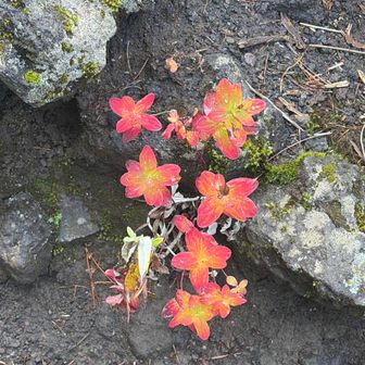 ハイオトギリ🍁秋ですねぇ🍁