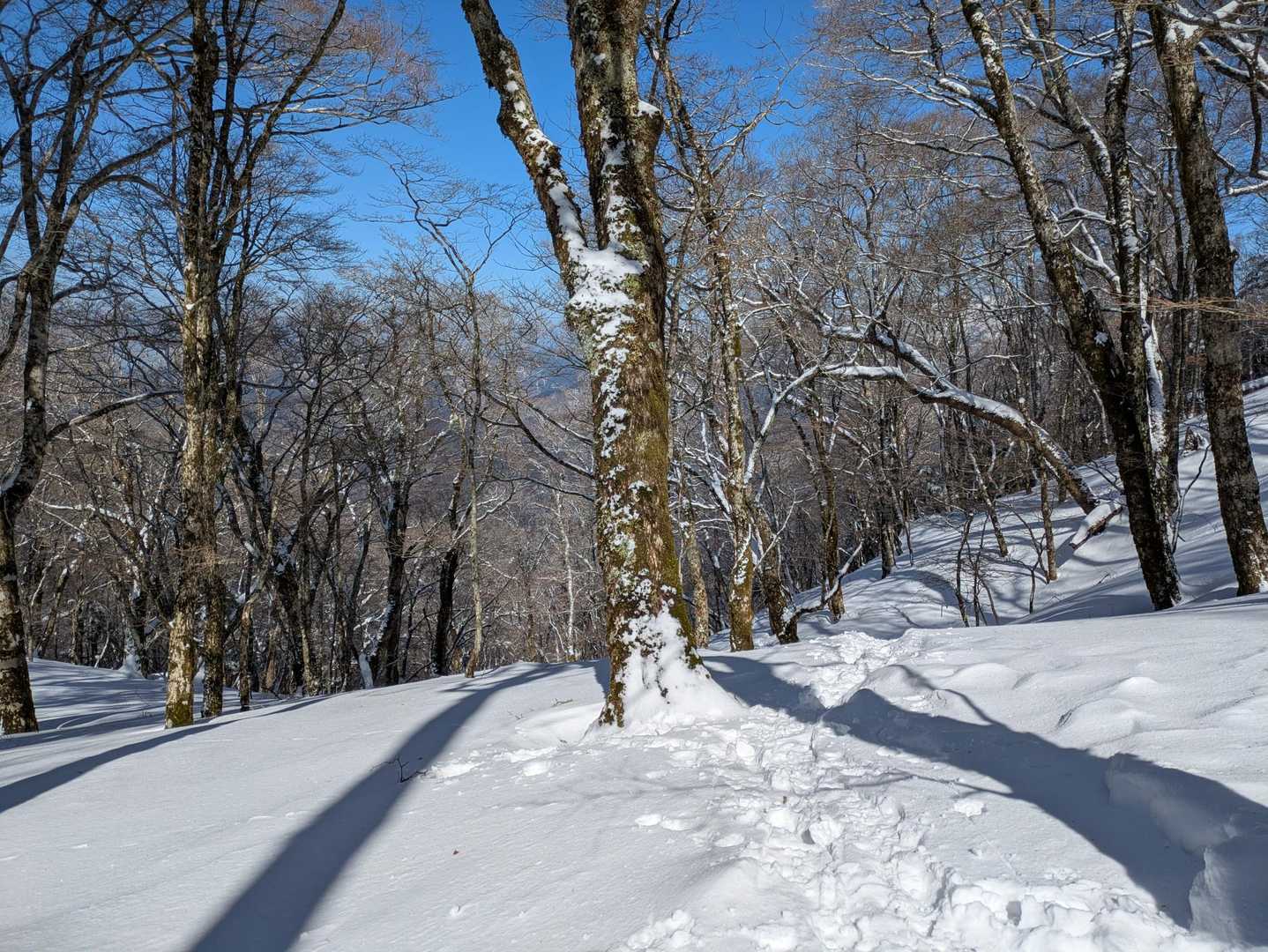 来た踏み後を頼りに帰りますね❗️…その後別々の方々が八経ヶ岳弥山小屋🛖に泊まる予定と😮可成りの猛者に見えたですが多分…😅