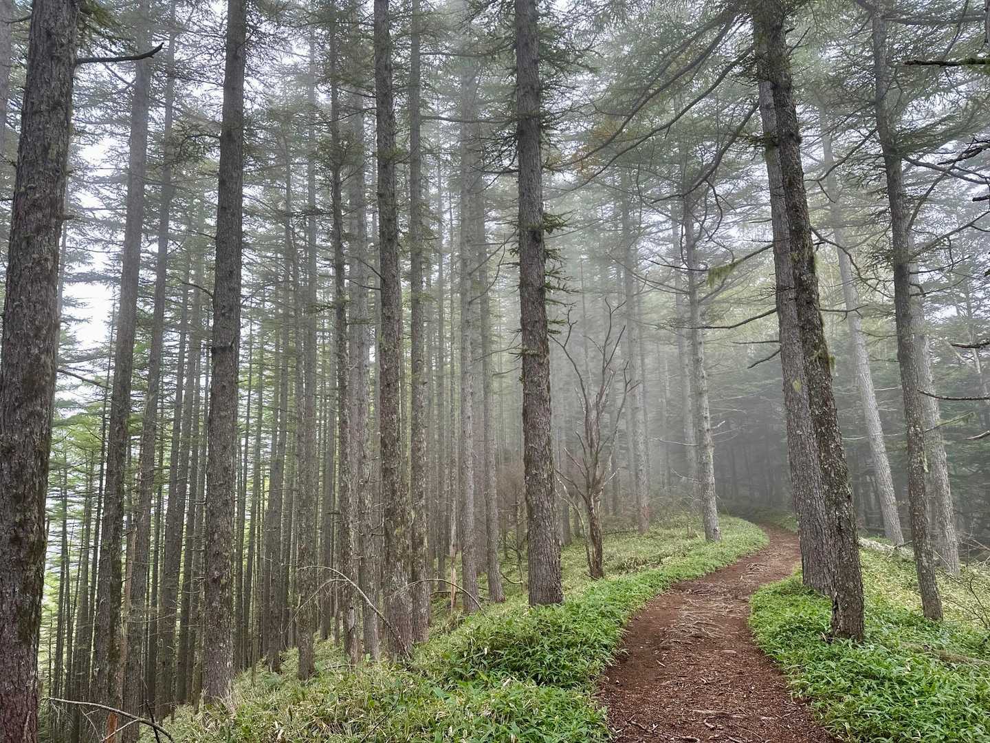 なだらかな登山道を静かな森歩き