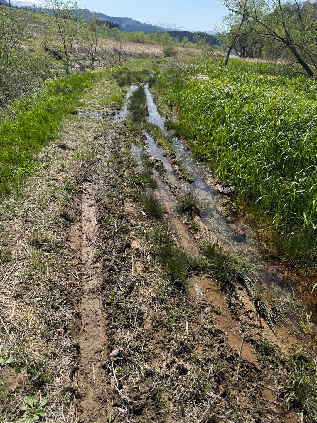 登山道の入り口も泥から川になってます💦