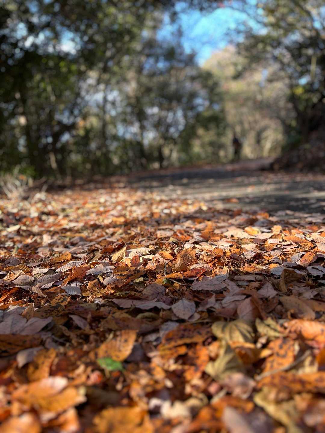 でもモフモフの落ち葉🍂の上を歩くのも良い😄