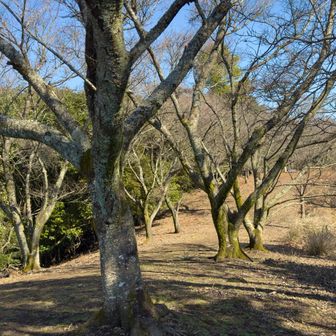 そして桜の木🌸が
　　また春に来ようかな