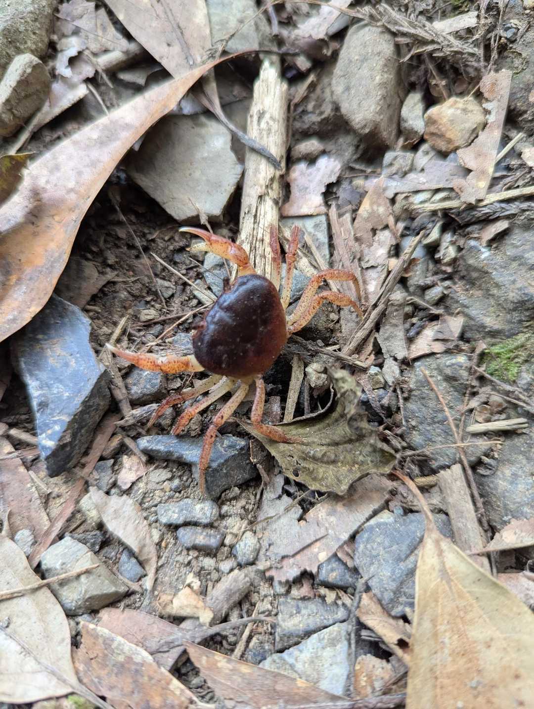 サワガニさん見っけ🦀