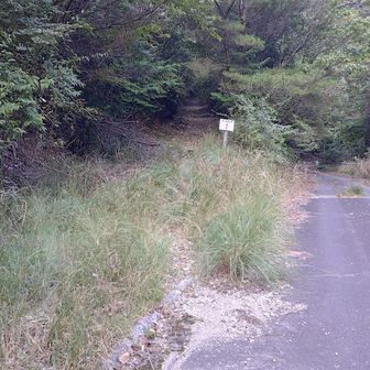 再び登山道に入って数分、ここに出てきました。
