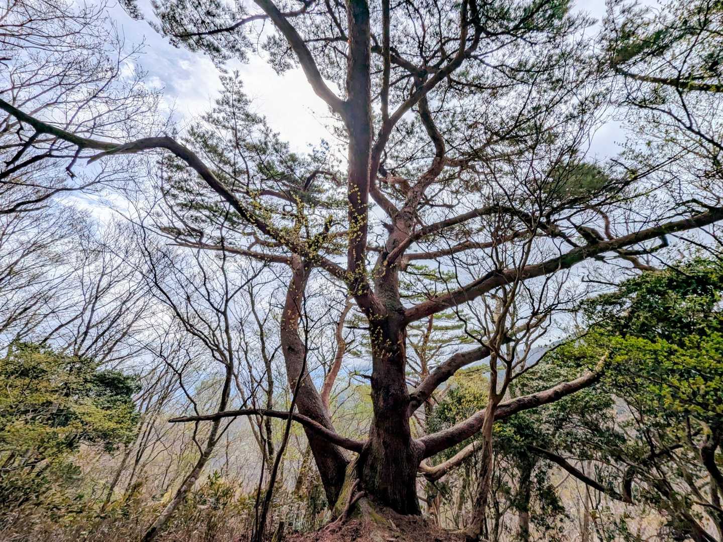 去年も撮った木