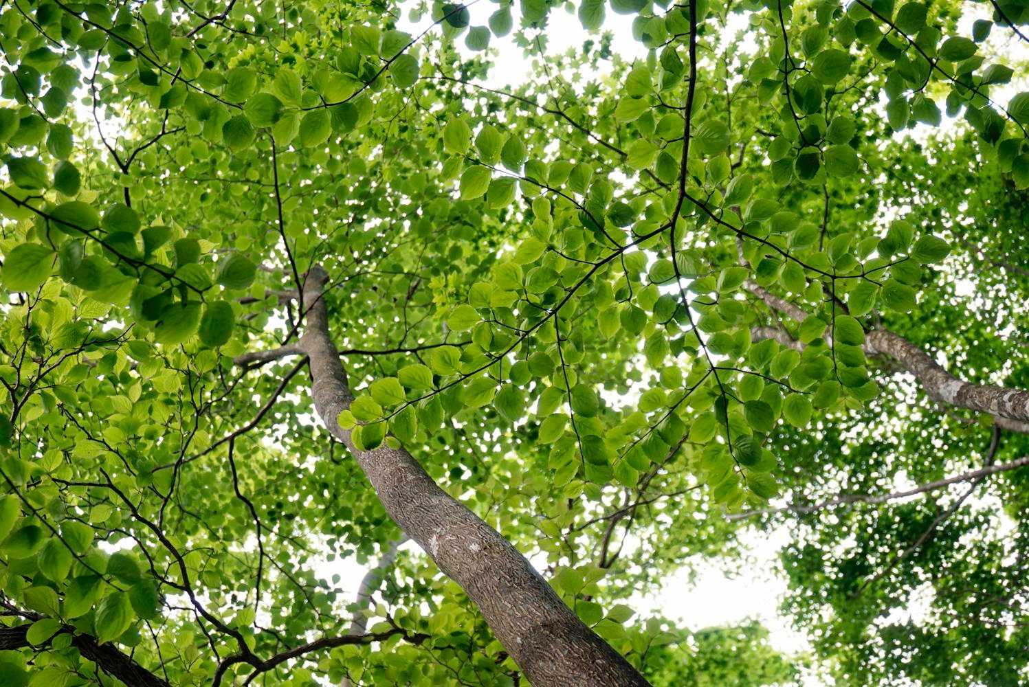 癒され〜🌿.∘コハクウンボクですって。