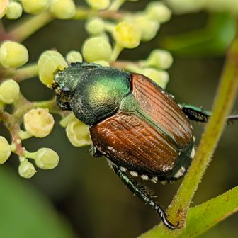 Japanese beetle (Popillia japonica)