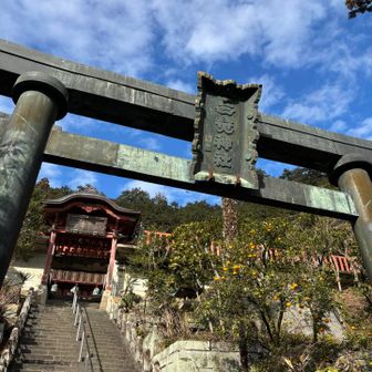 柚子がたくさんなっています