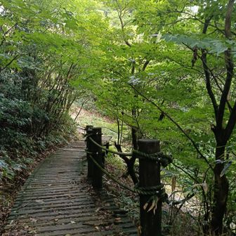 森の木道は絵になります

滑りやすい　
慎重に歩く