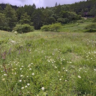 入笠湿原には色とりどりの花が咲いていてハイカーの方も多かったです