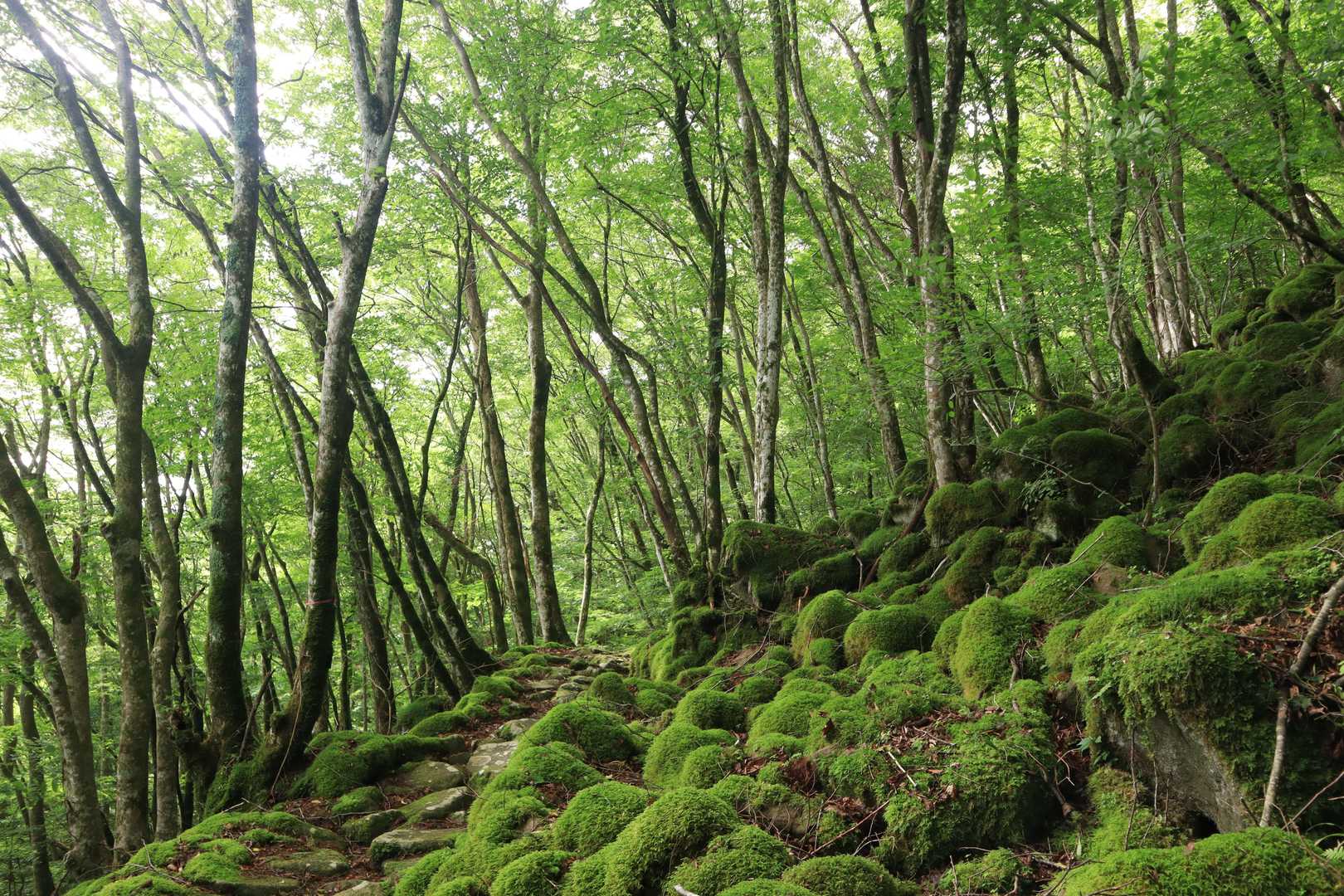 大洞山-大洞山-四ノ峰 周回コースの写真