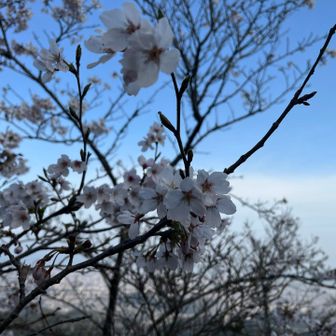 近くで見られた