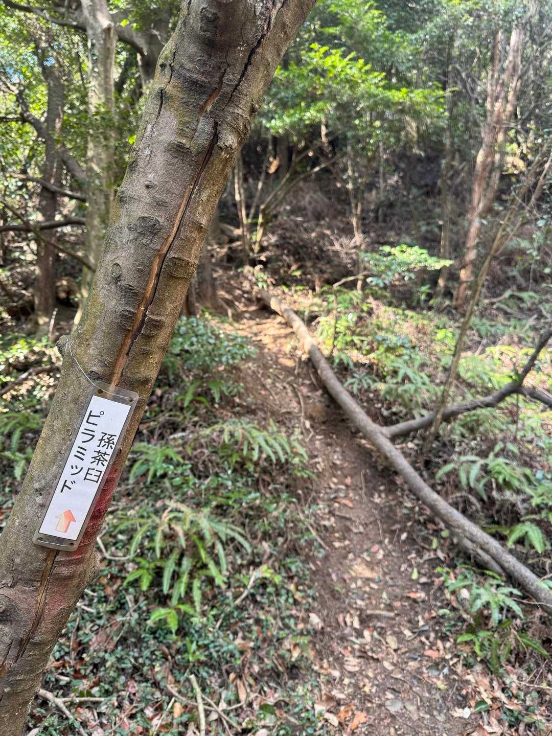 道を渡って、こちらのエリアへ。結構急に見えやや怖気付く（笑）