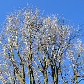 潔い！
葉が一枚もない🍂