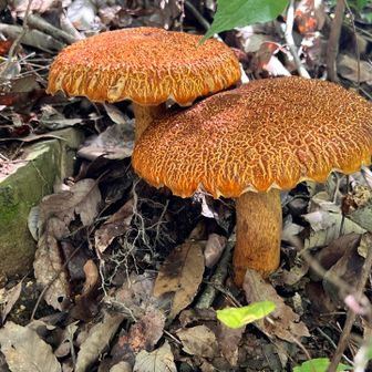 でっかっ🍄