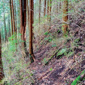 分岐点に戻り、若山をぐるりと巻いていく
途中10m程度道が崩れ、ロープが張られている箇所がある