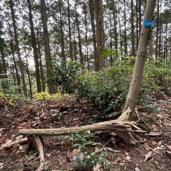 Someone made a bench at the summit of Onoyama. Thank you! It was perfect to sit on for lunch. 