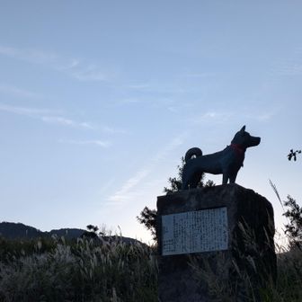 平治号🐶