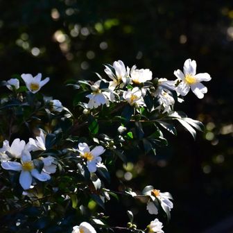 真っ白なサザンカもきれい.°ஐ.*