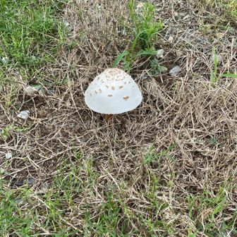 に、キノコ🍄