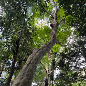 高尾の森🌳