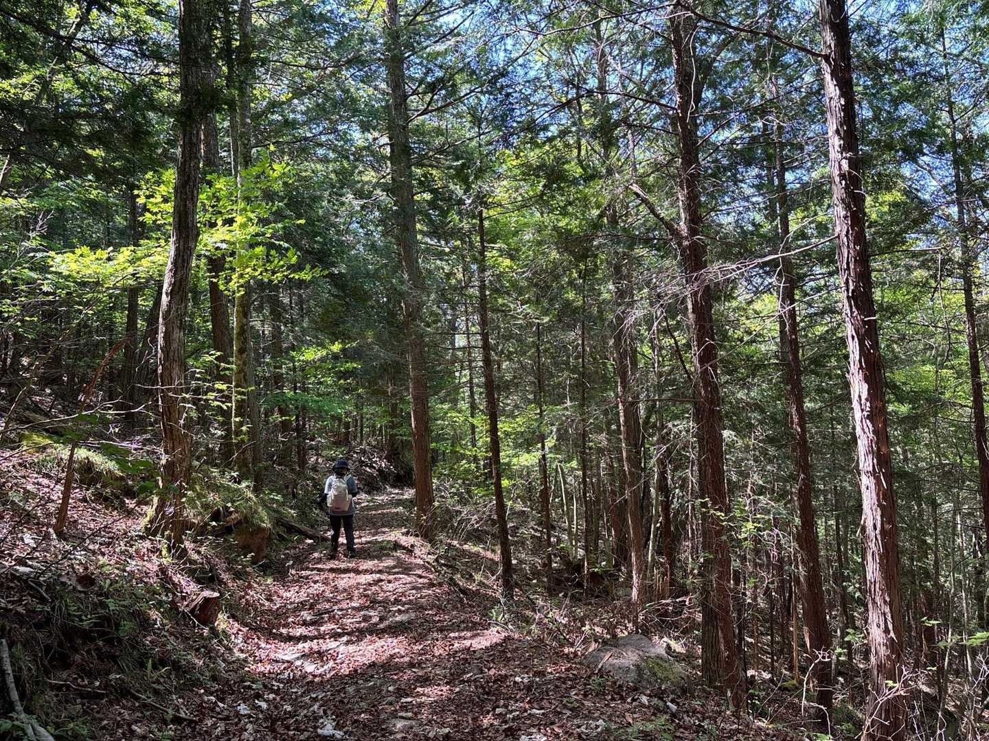 周回コースでの下山は、木段ない林道歩き🚶