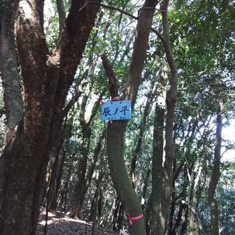 後は ピーク 拾いながら ミツマタの群落 へ🚶🚶🚶