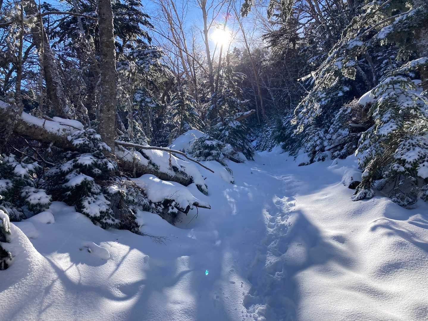 4合目あたりからお待ちかね新雪が登場！
モフモフ⛄️これこれ！😆
お日様もニッコリ🌞