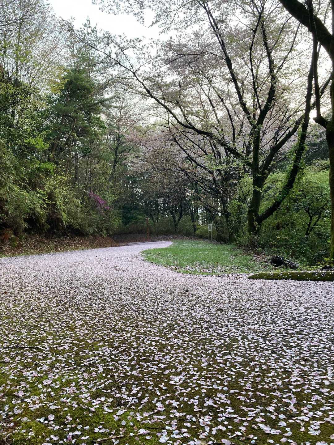 甘南備山 往復コースの写真