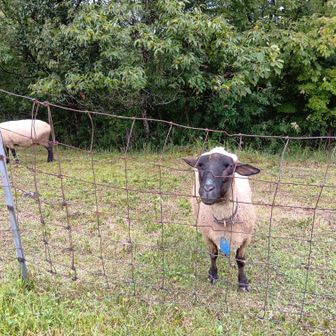 いたいた〜🐑