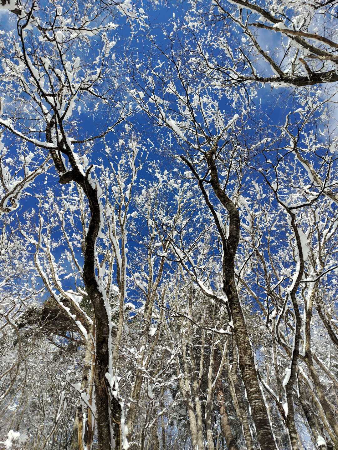 北面白山登山入口-三沢山 往復コースの写真