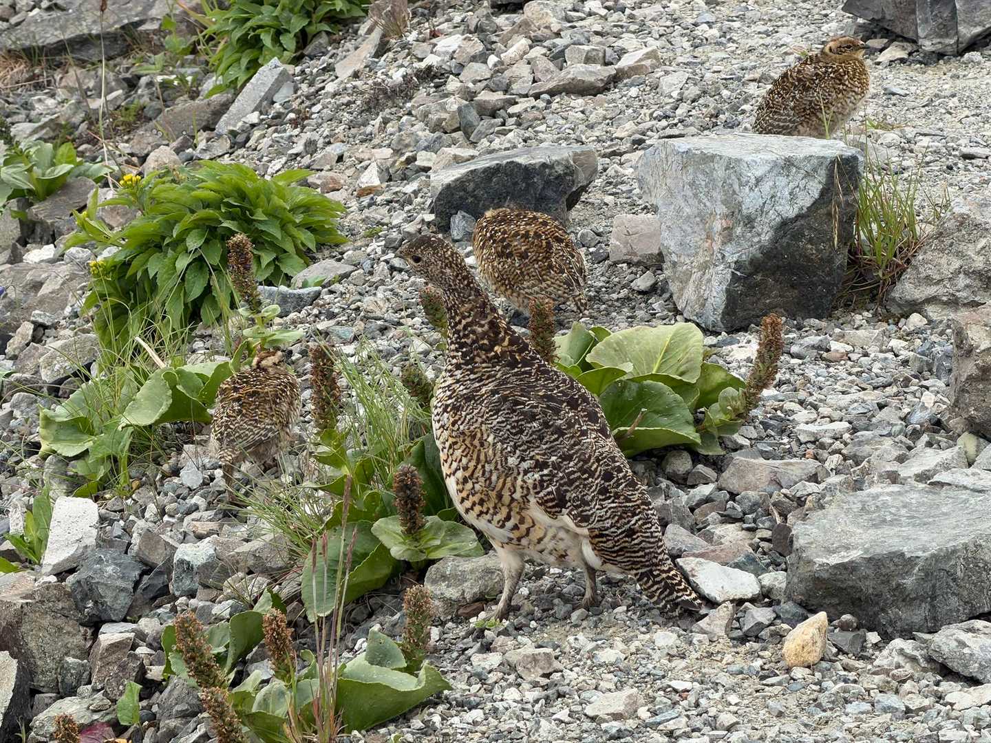 雷鳥さんがひな4羽と
登山道を横切って行きました╰(*´︶`*)╯♡

会えて良かった！
