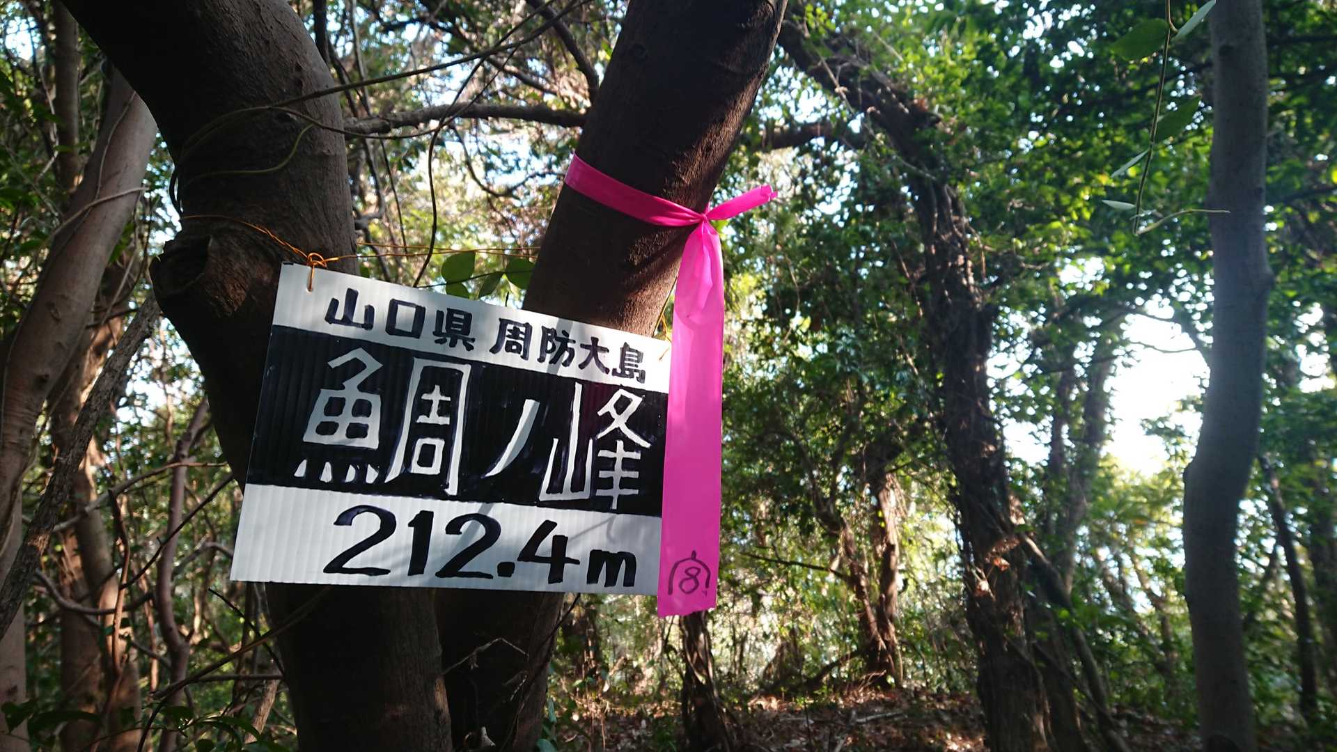鯛ノ峰 往復コースの写真
