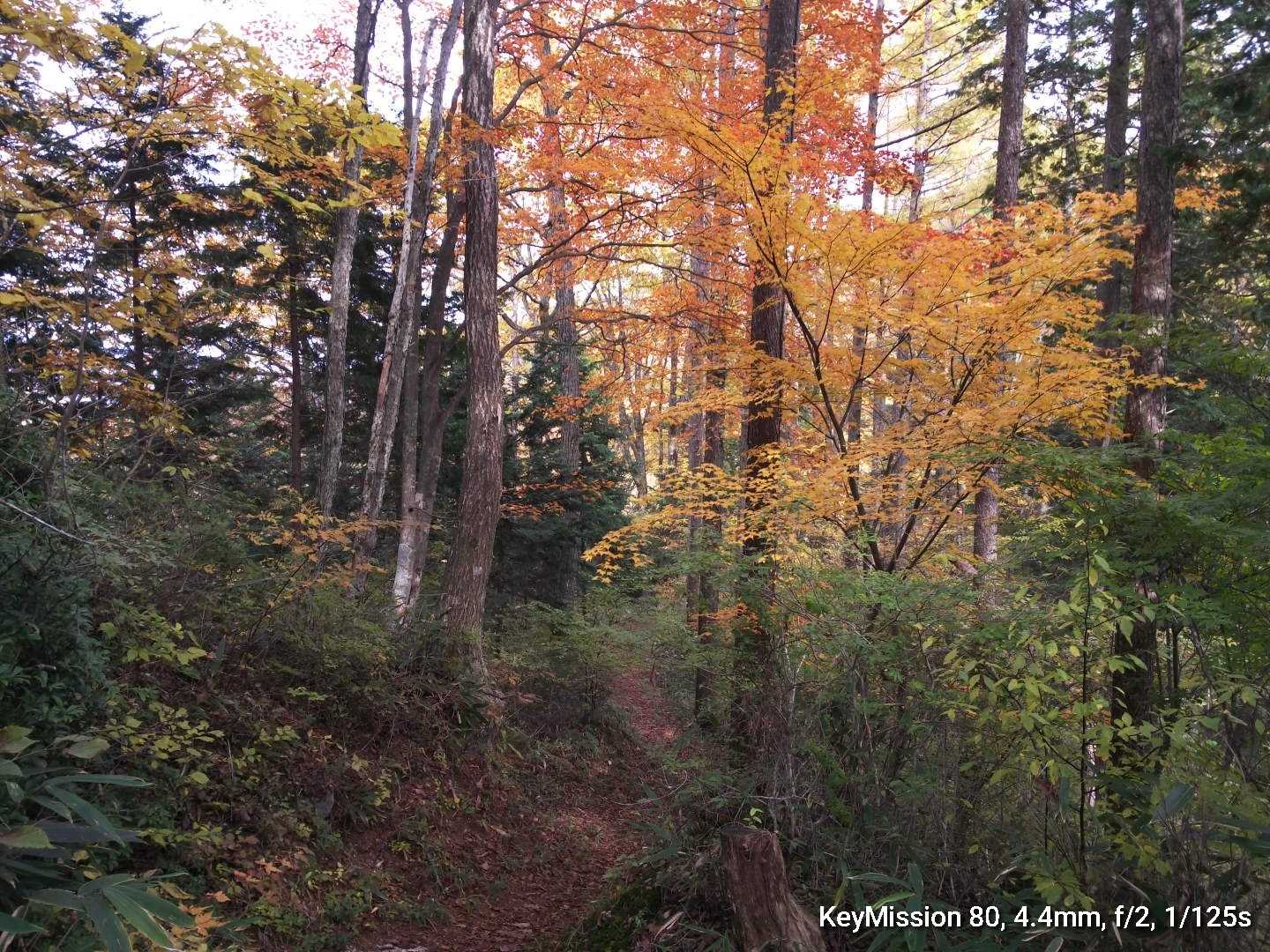 紅葉も所々って感じです🍁