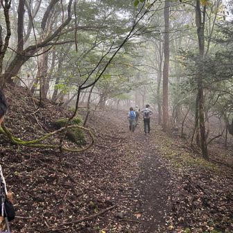 今水登山口は初めて🔰
最初は歩きやすい林道スタート。少しガスってるけどこれはこれで神秘的で良い😊